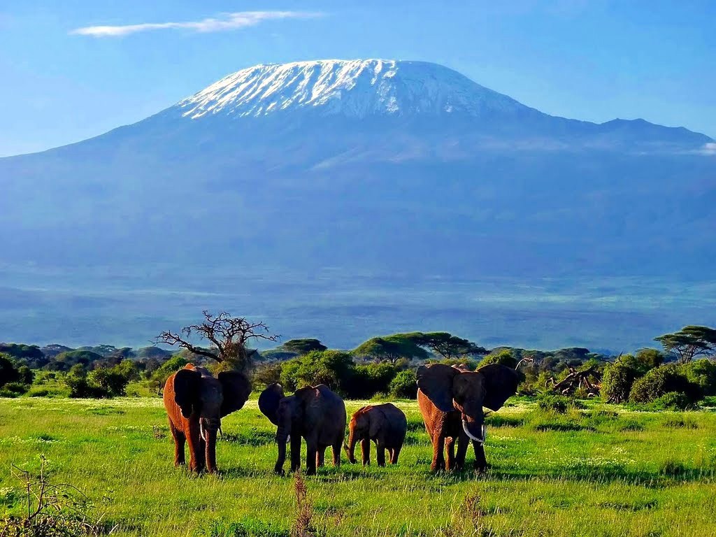 Elephants walking with Mount Kilimanjaro in the background